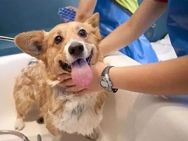 狗狗洗澡新体验：告别传统烦恼