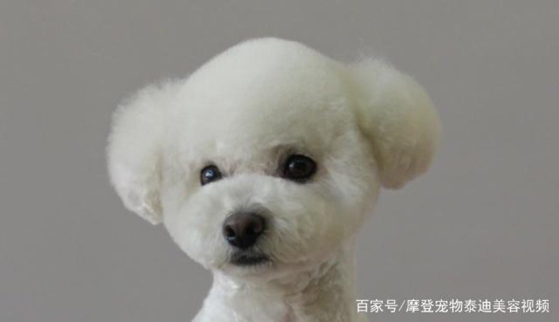 潍坊宠物美容行业观察：从传统迈向现代