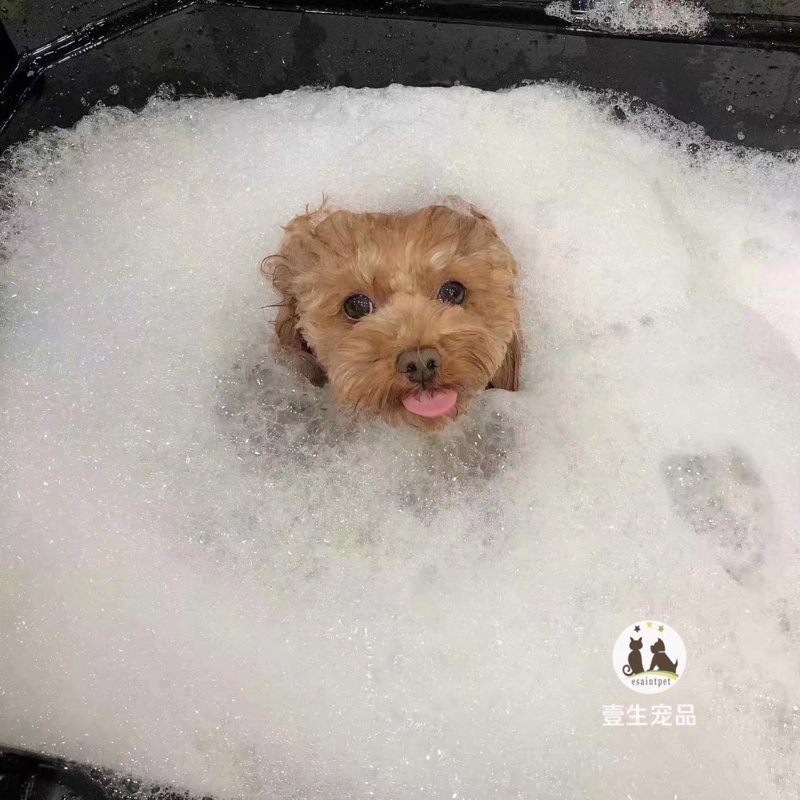 宠物SPA