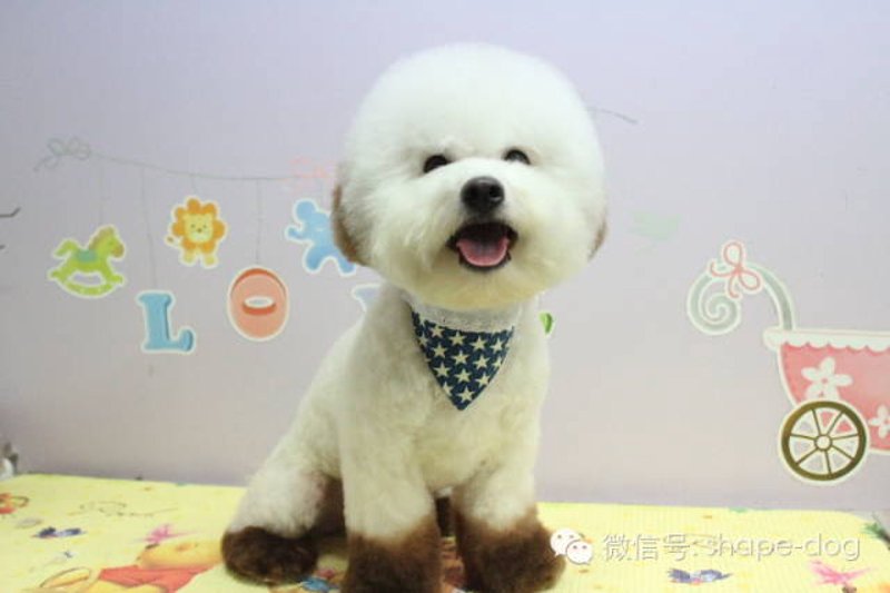 比熊美容