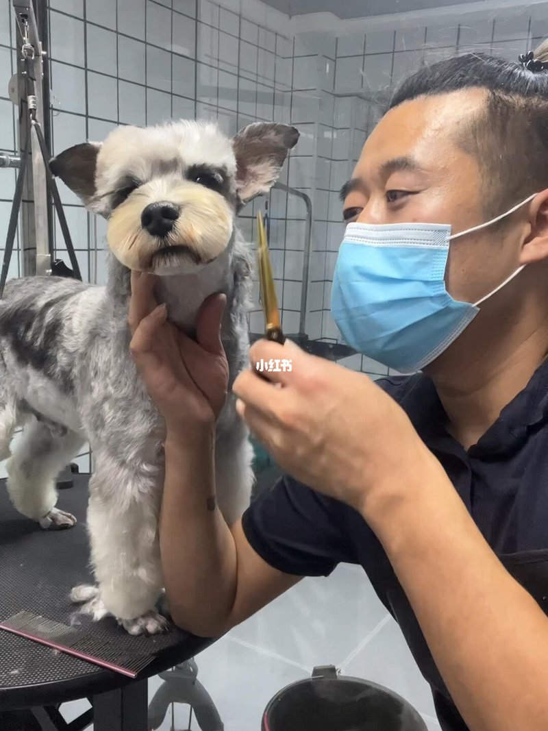 猫咪美容：让优雅宠物更迷人