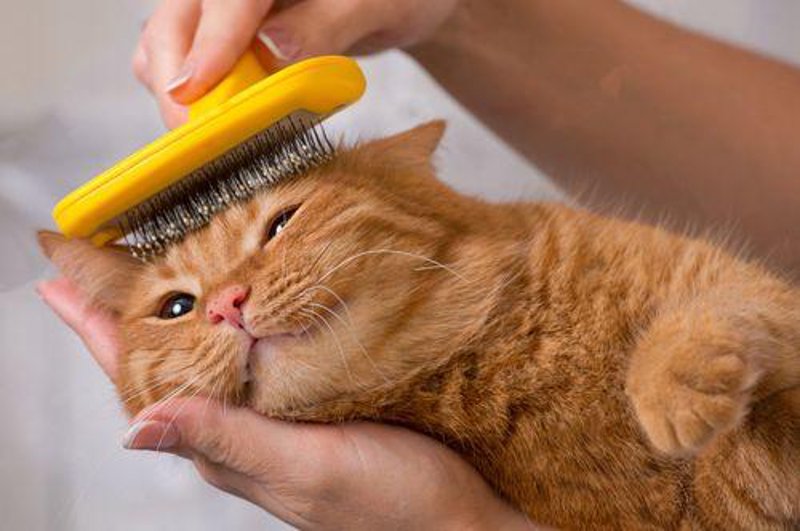 猫咪美容