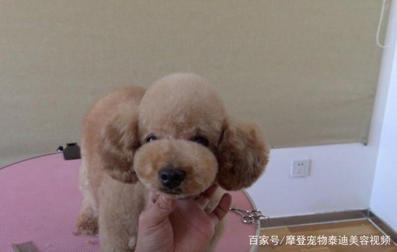 带宠物去潍坊美容，这份选购指南必须收藏