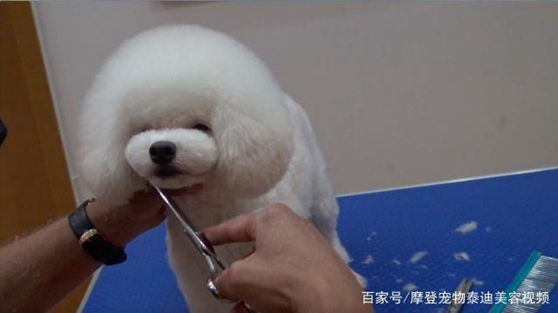 狗狗洗澡：不一样的清洁体验