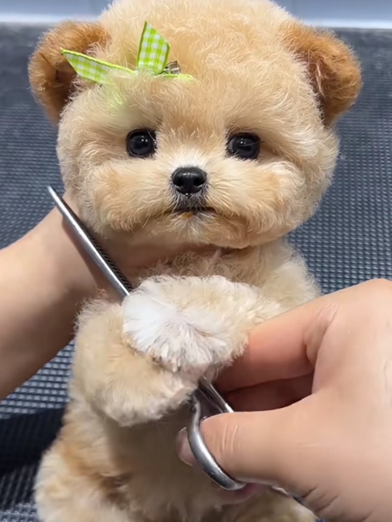 狗狗洗澡的那些事儿：宠物护理新趋势
