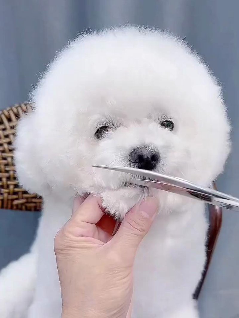 狗狗洗澡选购指南：为爱宠打造清新时刻