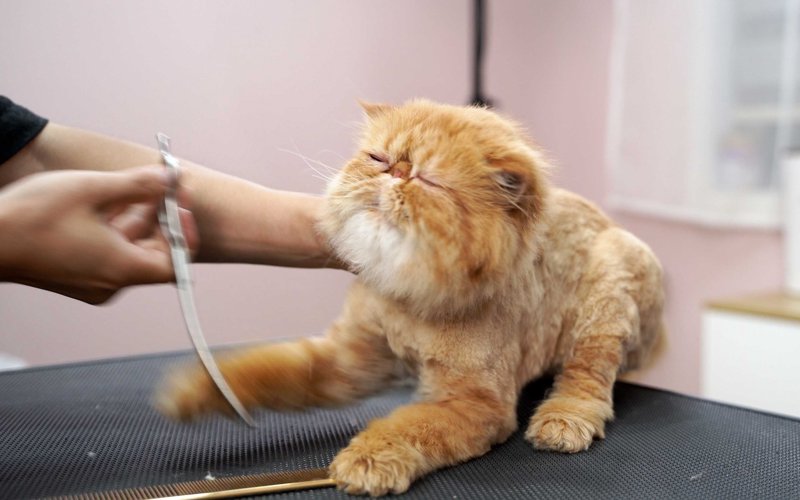 猫咪美容行业新风尚：让宠物更加亮丽动人